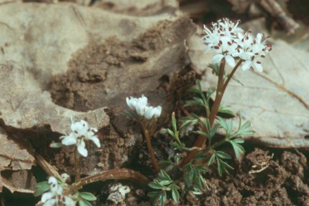 images Exotic Flower Names And flower images and names. images Exotic Flower Names And