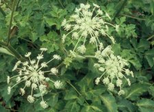 Angelica polymorpha