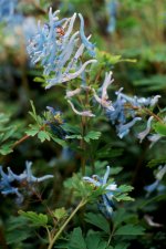Corydalis flexuosa 'China Blue'