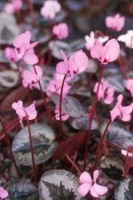 Cyclamen coum