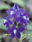 Delphinium tricorne