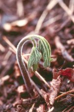 hydrastiscanadensis1.jpg