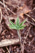 hydrastiscanadensis2.jpg