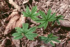hydrastiscanadensis3.jpg