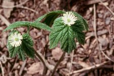 hydrastiscanadensis4.jpg
