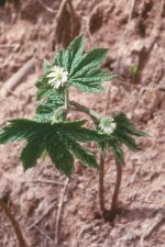 hydrastiscanadensis5.jpg