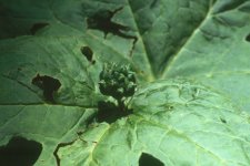 hydrastiscanadensis7.jpg
