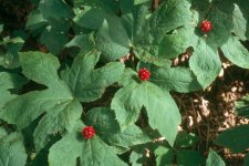hydrastiscanadensis8.jpg