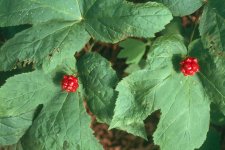 hydrastiscanadensis9.jpg