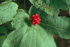 hydrastiscanadensis6.jpg