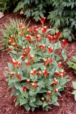 Spigelia marilandica