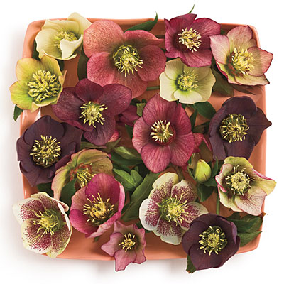 http://www.sunfarm.com/pics/single-blooms-l.jpg