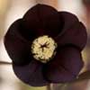 helleborusxhybridusblack-t.jpg