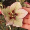 helleborusxhybridusdarkheart-t.jpg