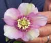 helleborusxhybridusdoublelilac-t.jpg