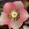 helleborusxhybridusflutednec-t.jpg