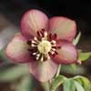 helleborusxhybridusgdshpwflutednec-t.jpg