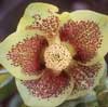 helleborusxhybridusgrnwredspts-t.jpg