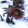 helleborusxhybridusinsnow-t.jpg