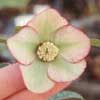 helleborusxhybriduspicotee-t.jpg
