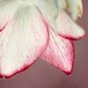 helleborusxhybriduspicoutersep-t.jpg