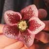 helleborusxhybriduspinkwredspt-t.jpg