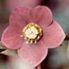 helleborusxhybridusrevpicotee-t.jpg