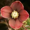 helleborusxhybridusrevpicotee4sep-t.jpg