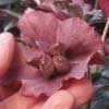 helleborusxhybridusseedpod-t.jpg