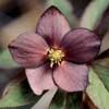 helleborusxhybridusslatyblue-t.jpg