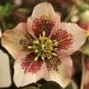helleborusxhybriduswhtwredspt-t.jpg
