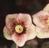 helleborusxhybriduswhtwredsptoutfac-t.jpg