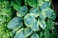 Sunshine Farm and Gardens: A Tour of Our Gardens