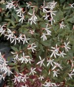 Porteranthus trifoliatus